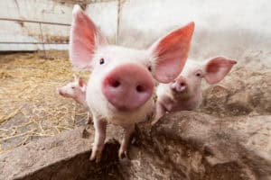 Young pigs on the farm