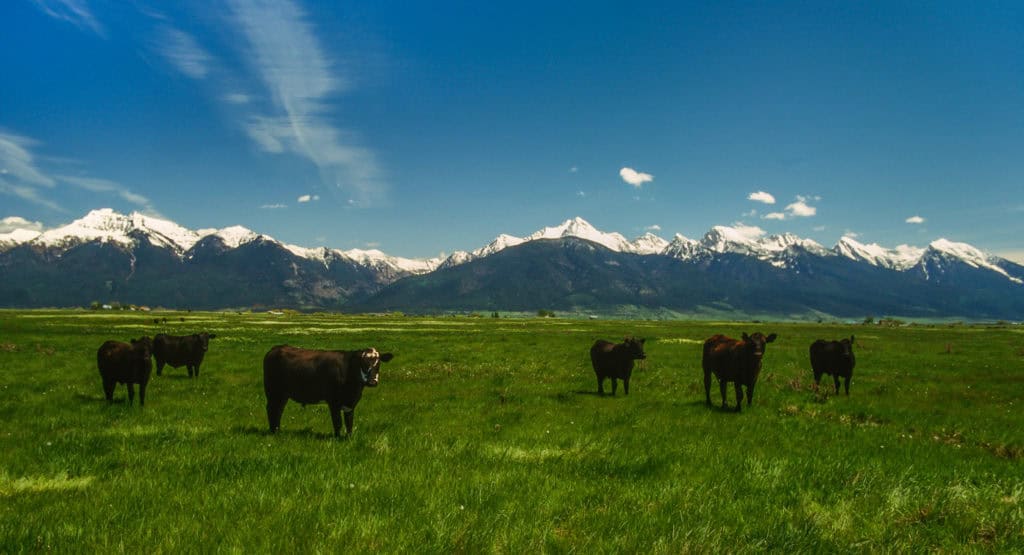 Wide angle landscape with Angus cattle in a vivid green pasture in the foreground. Majestic snow capped mountain range in the background with a big vivid blues sky on a beautiful spring day.